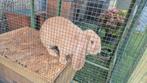 Franse hangoor voedster met blauwe ogen, Dieren en Toebehoren, Konijnen, Hangoor