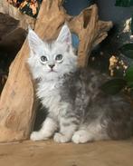 Maine coon, Poes, Gechipt, 0 tot 2 jaar