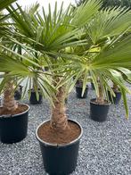 Palmbomen trachycarpus fortunei, Tuin en Terras, Planten | Tuinplanten, Ophalen of Verzenden