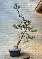 Pinus Sylvestris bonsai, Ophalen