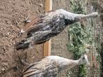 Zwartvleugel pauwen, Dieren en Toebehoren, Pluimvee, Overige soorten