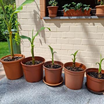 banaanplant - Musa Dwarf beschikbaar voor biedingen
