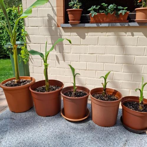 banaanplant - Musa Dwarf, Tuin en Terras, Planten | Tuinplanten, Ophalen