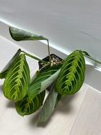 Maranta Lemon Lime, Huis en Inrichting, Kamerplanten, Ophalen of Verzenden