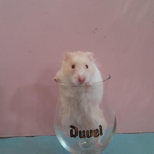 Syrische hamster, Dieren en Toebehoren, Knaagdieren, Vrouwelijk, Hamster, Tam