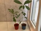 Avocado plant, Huis en Inrichting, Kamerplanten, Ophalen