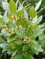 Laurier, Tuin en Terras, Planten | Tuinplanten, Ophalen