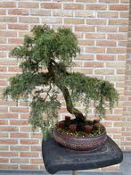 Bonsai Juniperus Rigida, Tuin en Terras, Ophalen