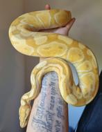 Speciale prijs houten! 1.0 banana enchi special, Dieren en Toebehoren