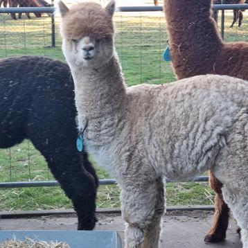 Alpaca  hengstje met stamboom  beschikbaar voor biedingen