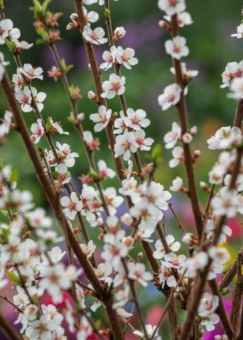 Prunus tomentosa-rijkbloeiende Nankinkers-eetbaar-bijenplant, Jardin & Terrasse, Plantes | Jardin, Enlèvement ou Envoi