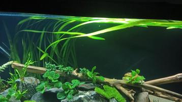 Vallisneria gigantea  beschikbaar voor biedingen