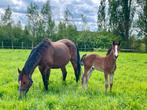 Veulen merrie springgefokt, Dieren en Toebehoren, Paarden, Merrie, Springpaard, Gechipt, 0 tot 2 jaar