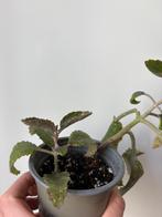 Kalanchoe mother of thousands, Ophalen