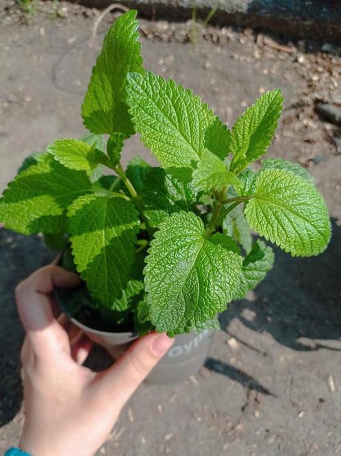 Citroenmelisse Planten, Tuin en Terras, Planten | Tuinplanten, Vaste plant, Ophalen