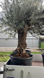 Olijfboom 2,5-3m, Tuin en Terras, Planten | Bomen, Ophalen, Olijfboom