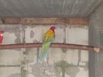 Koppel rosella's 23, Parkiet, Geringd