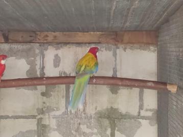 Koppel rosella's 23 beschikbaar voor biedingen