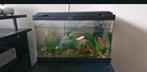 Aquarium 20L met alle decoratie en filter en visvoer, Dieren en Toebehoren, Vissen | Aquaria en Toebehoren, Ophalen, Gebruikt