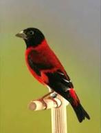 tarin du venezuela 150,00 par paire 75,00 chacun, Animaux & Accessoires, Oiseaux | Oiseaux Autre, Domestique, Oiseau chanteur sauvage