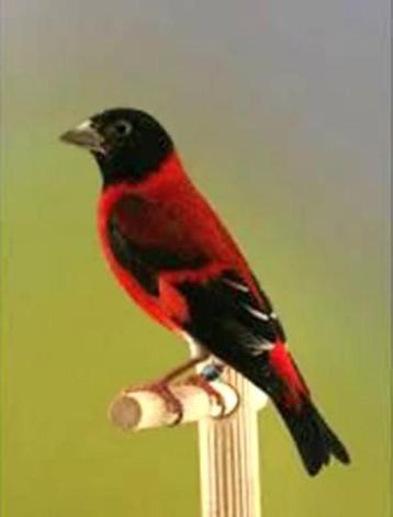 tarin du venezuela 150,00 par paire 75,00 chacun, Plusieurs animaux, Oiseau chanteur sauvage, Domestique