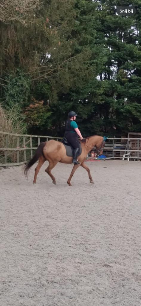 Vosse merrie, Dieren en Toebehoren, Paarden, Merrie, M, 170 tot 175 cm, 11 jaar of ouder, Dressuurpaard, Gechipt, Ontwormd, Ingeënt