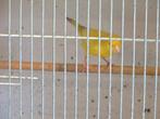kanaries, Animaux & Accessoires, Oiseaux | Canaris, Mâle, Canari de couleur
