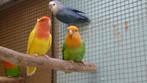 vogelringskes 5.5 gezocht, Dieren en Toebehoren, Vogels | Parkieten en Papegaaien