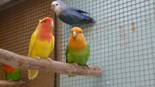 vogelringskes 5.5 gezocht, Dieren en Toebehoren, Vogels | Parkieten en Papegaaien