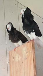 Duiven vermist, Dieren en Toebehoren, Vogels | Duiven
