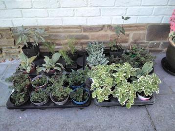 Vaste planten/salie/rozemarijn/Coquelourd/Mulberry/Sedum... beschikbaar voor biedingen