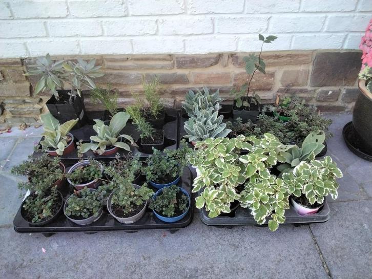 Vaste planten/salie/rozemarijn/Coquelourd/Mulberry/Sedum..., Huis en Inrichting, Kamerplanten, In pot, Ophalen of Verzenden