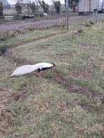 Couples de faisans argentés, Animaux & Accessoires, Volatiles, Plusieurs animaux