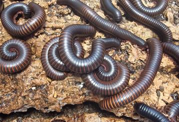 Archispirostreptus gigas
de Afrikaanse reuzenmiljoenpoot, beschikbaar voor biedingen