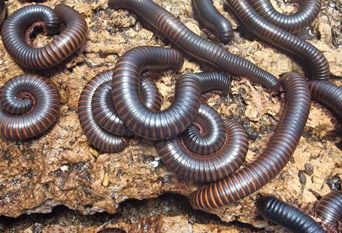 Archispirostreptus gigas
de Afrikaanse reuzenmiljoenpoot,, Dieren en Toebehoren, Insecten en Spinnen