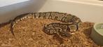 ball python 2.0 Mohogony, Dieren en Toebehoren, Slang, Tam, 0 tot 2 jaar