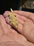 Wimpergekko te koop 10 weken oud