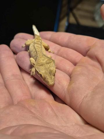 Wimpergekko te koop 10 weken oud  beschikbaar voor biedingen