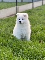 hele lieve belgische samojeed pup zoekt baasje!!, Dieren en Toebehoren, Honden | Poolhonden, Keeshonden en Oertypen, België, CDV (hondenziekte)