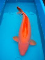 Japanse Koi, Karper of Koi