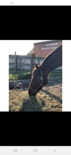 Stallen te huur volpension Herselt, Dieren en Toebehoren, Stalling en Weidegang, Weidegang, 2 of 3 paarden of pony's