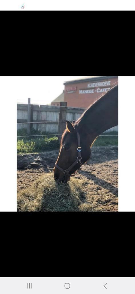 Stallen te huur volpension Herselt, Dieren en Toebehoren, Stalling en Weidegang, Stalling, Weidegang, 2 of 3 paarden of pony's