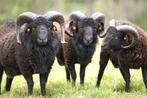 Ouessant rammen (met stamboek), Dieren en Toebehoren, Mannelijk, Schaap