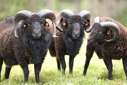 Ouessant rammen (met stamboek), Dieren en Toebehoren, Schapen, Geiten en Varkens, Schaap, Mannelijk
