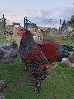 Brahma porselein hanen, Dieren en Toebehoren, Mannelijk, Kip