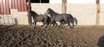 Part bred pony 2 jaar oud, Dieren en Toebehoren, Merrie, 0 tot 2 jaar, Minder dan 160 cm