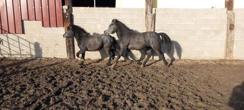 Part bred pony 2 jaar oud, Dieren en Toebehoren, Paarden, Merrie, Minder dan 160 cm, 0 tot 2 jaar