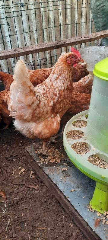 Bruine legkippen  beschikbaar voor biedingen