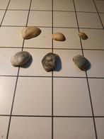 Fossiele schelpen, Verzamelen, Ophalen of Verzenden, Schelp(en)