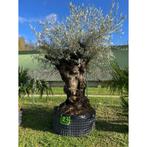 Sublime olivier centenaire N27 PRIX CHOC de 833€, Jardin & Terrasse, Plantes | Arbres, Olivier, Enlèvement ou Envoi